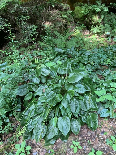 Hosta plantaginea