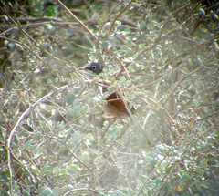 Curruca conspicillata