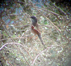 Curruca conspicillata