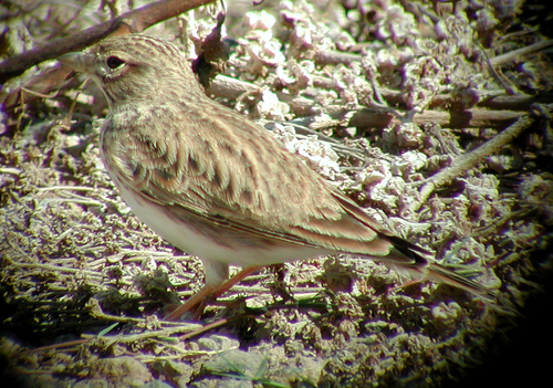 Terrera marismeña (Alaudala rufescens)