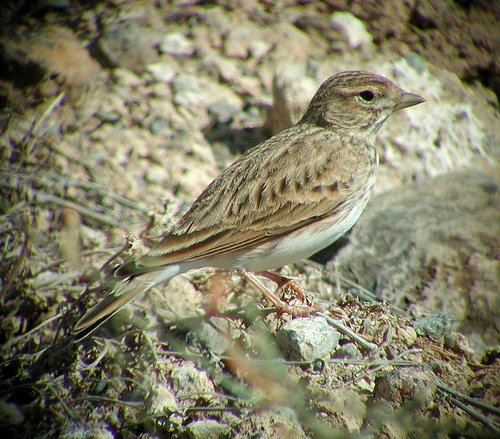 Foto de Mediterranean Short-toed Lark