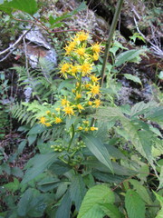 Solidago glomerata