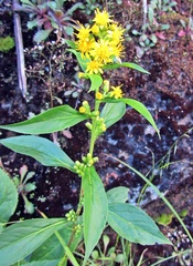Solidago glomerata