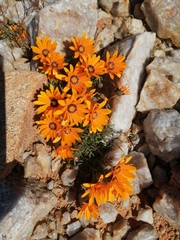 Ursinia calenduliflora