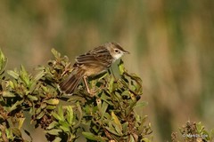 Cisticola cherina