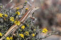 Trachylepis occidentalis