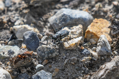Cicindela depressula