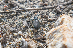 Cicindela depressula