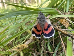 Catocala nupta