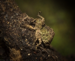 Tychreus sellatus