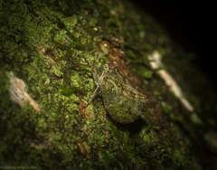 Cotylana angustifrons