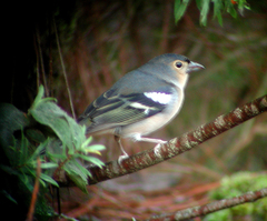 Fringilla coelebs canariensis