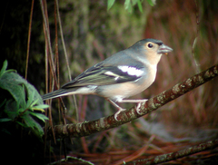 Fringilla coelebs canariensis