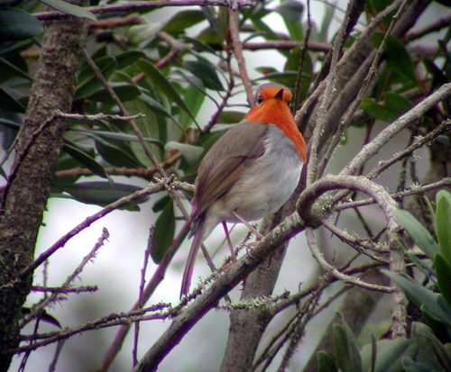 Petirrojo tinerfeño (Erithacus superbus)