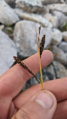 Carex macrochaeta