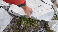Carex macrochaeta