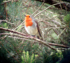 Erithacus rubecula superbus