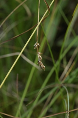 Carex diandra