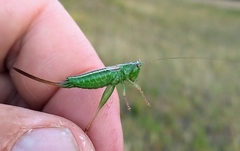 Conocephalus saltans