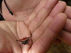 Gasteracantha diardi