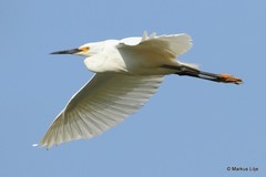 Egretta garzetta dimorpha