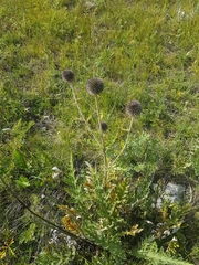 Echinops latifolius