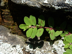Euphorbia humistrata