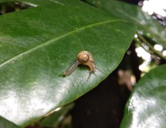 Helicarionoidea