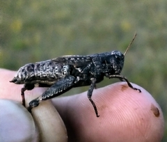 Melanoplus huroni