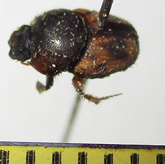 Onthophagus suffusus