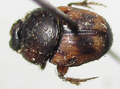 Onthophagus suffusus