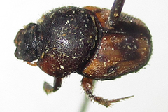 Onthophagus suffusus