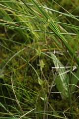 Stellaria crassifolia