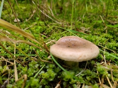 Lactarius montanus