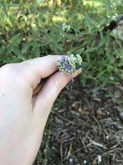 Phacelia congesta