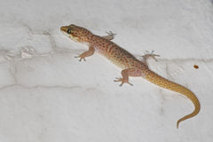 Pachydactylus purcelli