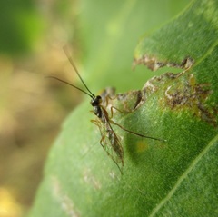 Oedemopsini