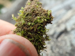 Diplophyllum