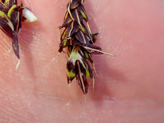 Carex macrochaeta