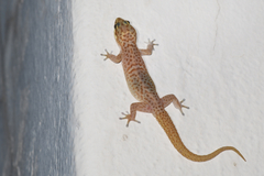 Pachydactylus purcelli