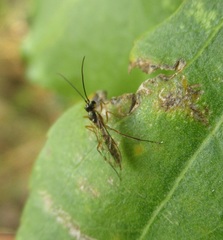 Oedemopsini