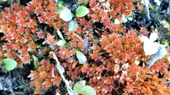 Ptychostomum pallens