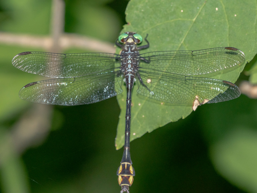 Laura's Clubtail photo 2