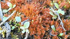 Ptychostomum pallens