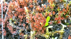 Ptychostomum pallens