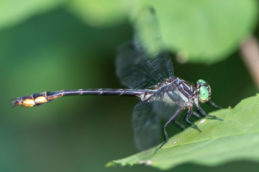 Laura's Clubtail