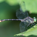 Laura's Clubtail - Photo (c) Patrick Hanly, some rights reserved (CC BY), uploaded by Patrick Hanly