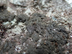 Pseudephebe pubescens