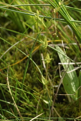 Stellaria crassifolia
