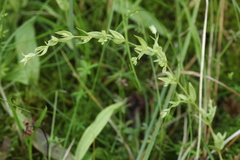 Stellaria crassifolia